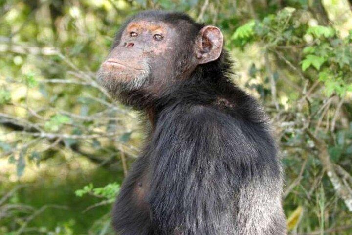 3 Days Safari to Ol Pejeta Conservancy from Nairobi