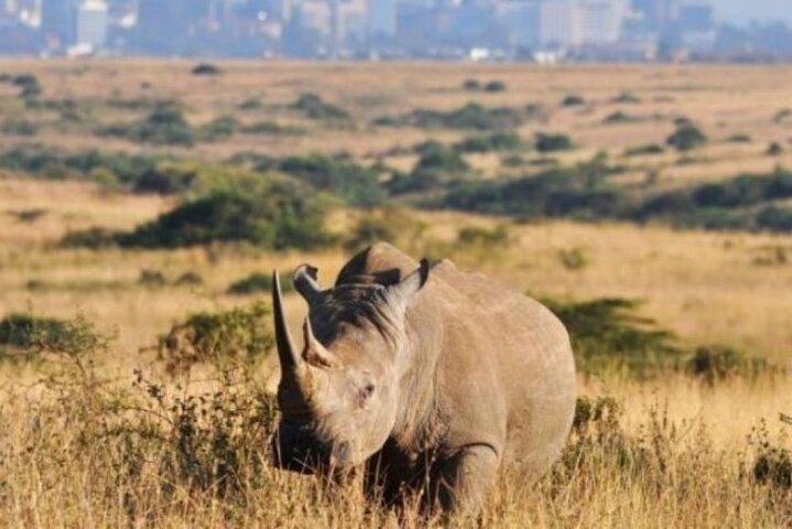 Half Day tour to Nairobi National Park