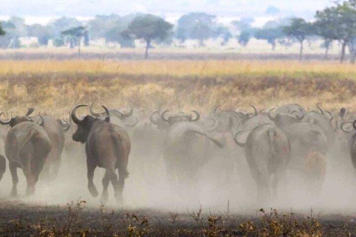 8 Days Kenya and Tanzania Private Budget Camping Safari