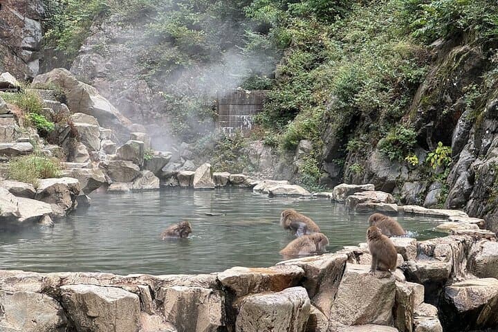 Snow Monkey Park Private Tour from Tokyo with licensed guide