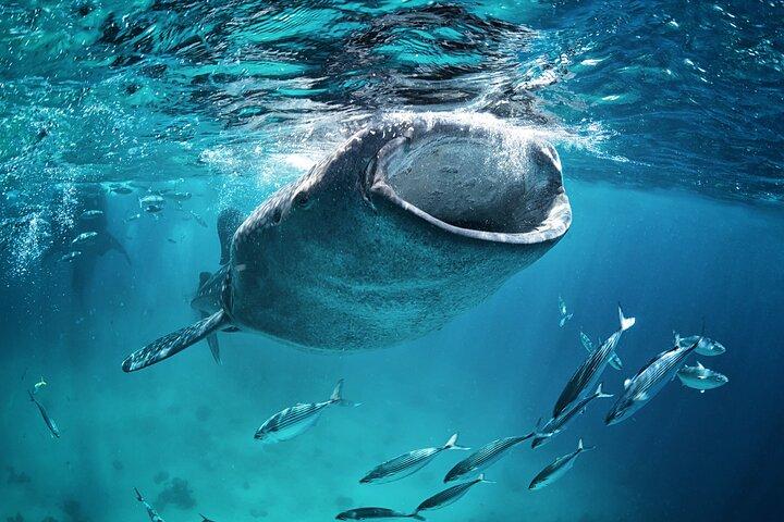 La Paz Whale Shark Snorkeling Tour and Lunch From Los Cabos