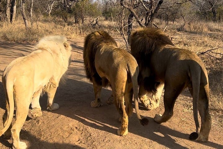 Walking with lions guided experience