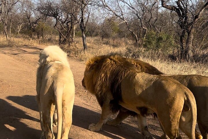 Walking with lions guided experience