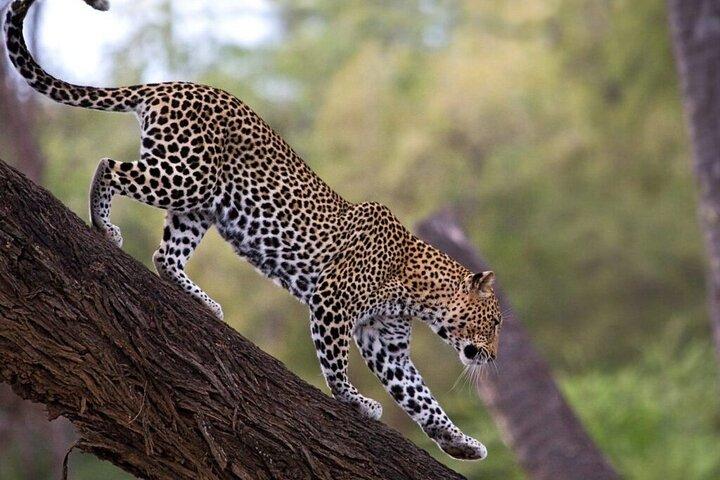 3 Days 2 Nights Samburu National Reserve Private Safari Package
