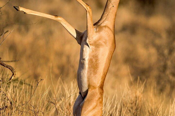 3 Days 2 Nights Samburu National Reserve Private Safari Package