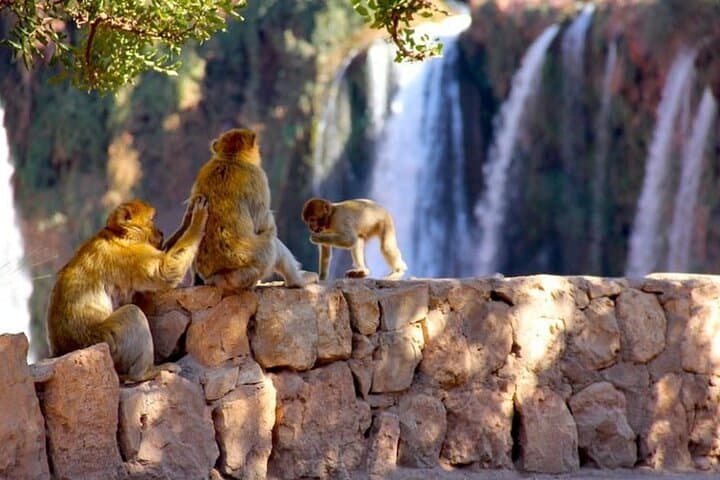 Explore Ouzoud waterfalls Marrakech Guided Hike & Boat Experience