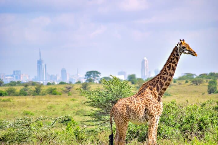 Early Morning Group Joining Safari To Nairobi National Park