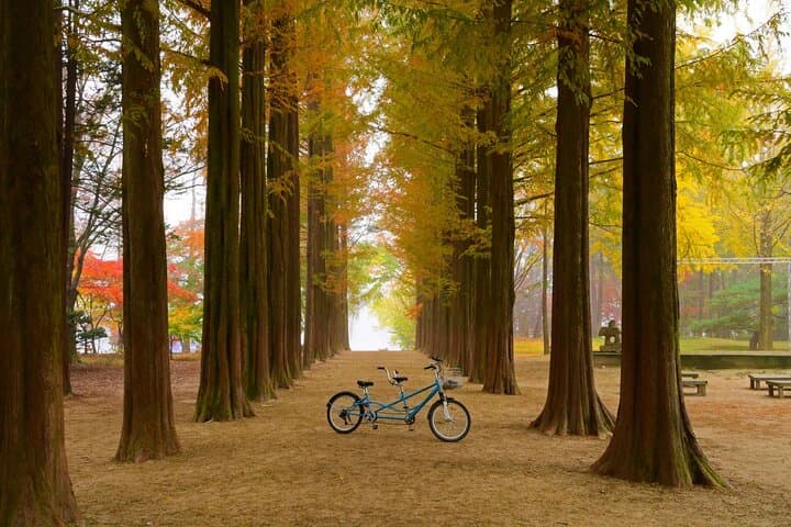 Nami Island and Rail Bike Day Trip from Seoul