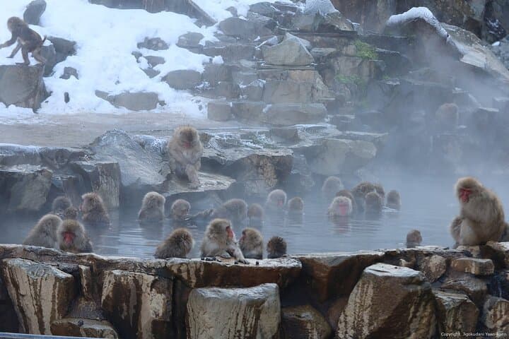 Snow Monkey Park Private Tour from Tokyo with licensed guide
