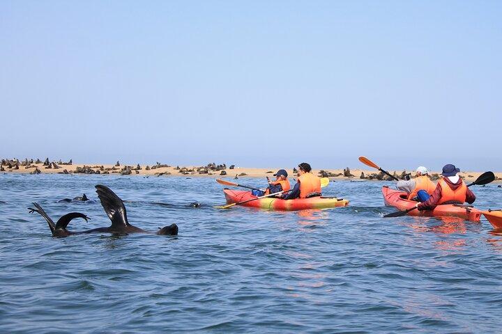 Half Day Original Seal Kayak Adventure, Pelican Point, Walvis Bay