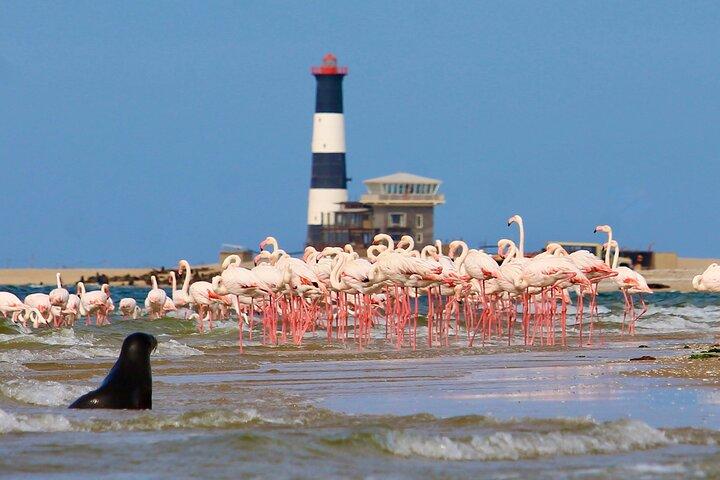 Half Day Original Seal Kayak Adventure, Pelican Point, Walvis Bay
