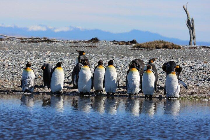 King Penguin and Tierra del Fuego Full Day Tour