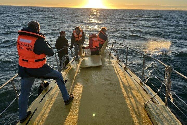 Half Day Sailing to Isla Marta and Magdalena from Punta Arenas