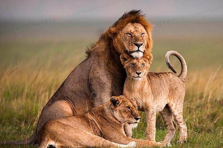 6 Days Group Safari in Mara, Nakuru and Amboseli, Upgraded lodges