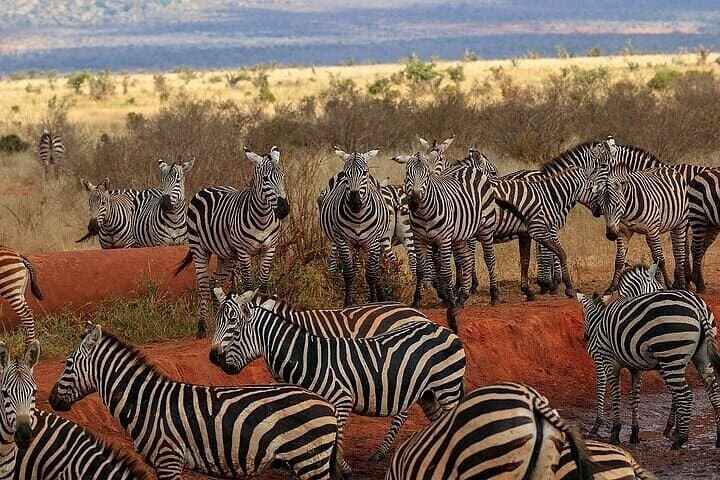 6 Days Group Safari in Mara, Nakuru and Amboseli, Upgraded lodges