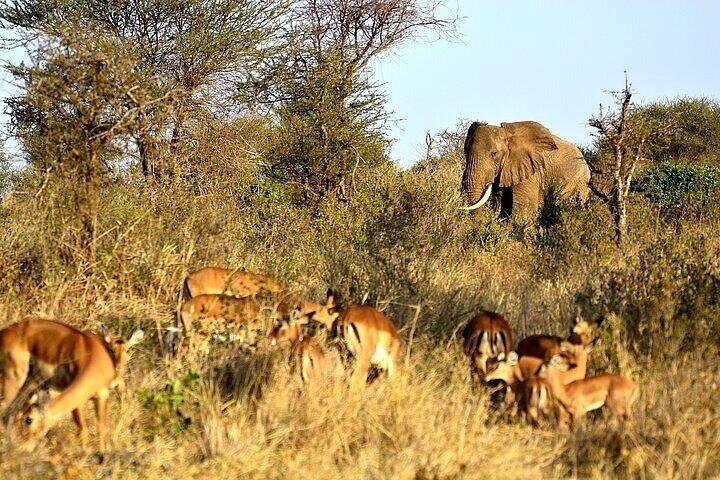 6 Days Group Safari in Mara, Nakuru and Amboseli, Upgraded lodges