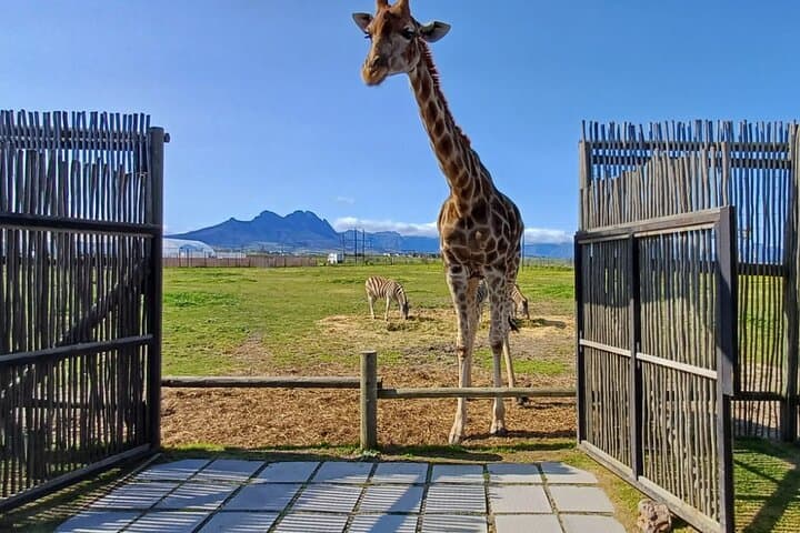 Cheetah Outreach, Giraffe Encounter, and Wine Tasting Experience