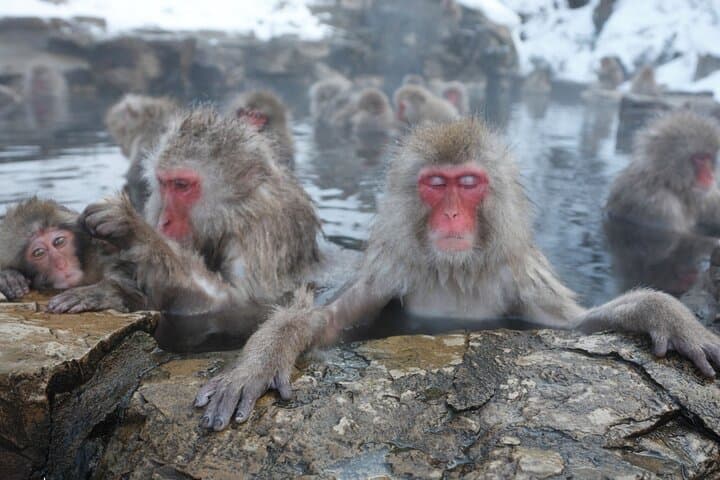 Snow Monkey Park Private Tour from Tokyo with licensed guide