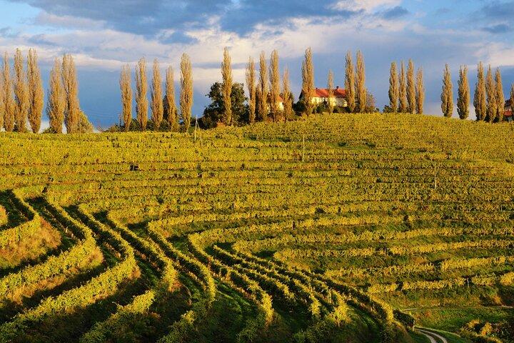 Sips & Scenery: Wine Tour from Ljubljana or Bled.