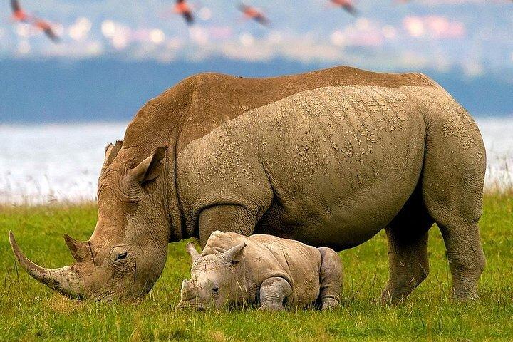 2-Day Tour in Lake Nakuru, Hell's Gate and Lake Naivasha