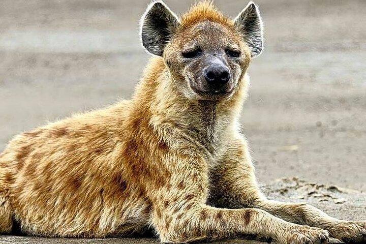 2-Day Tour in Lake Nakuru, Hell's Gate and Lake Naivasha