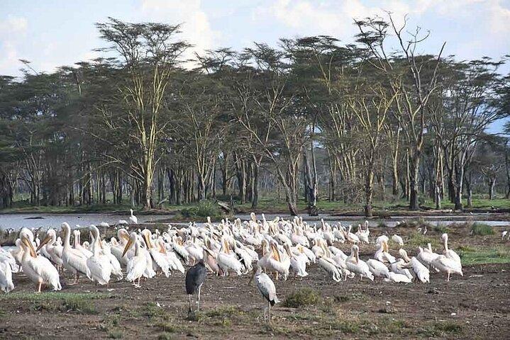 2-Day Tour in Lake Nakuru, Hell's Gate and Lake Naivasha