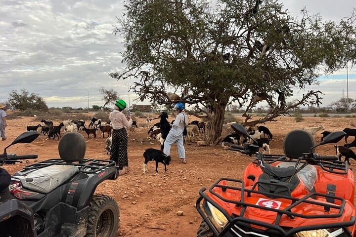 Quad Agadir & Crocoparc: Combined Excursion & Transfers