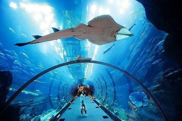 Dubai Aquarium & Underwater Zoo Admission Ticket