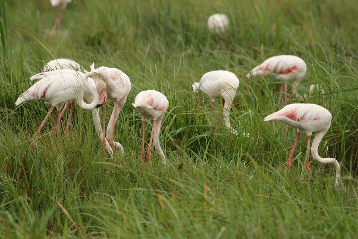 2 Days Tarangire and Ngorongoro Mid-Range Group Safari