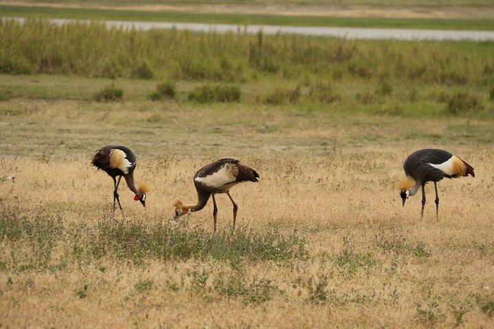 2 Days Tarangire and Ngorongoro Mid-Range Group Safari