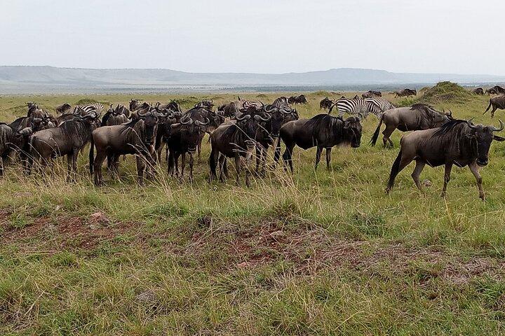 Nairobi National Park Morning Game Drive