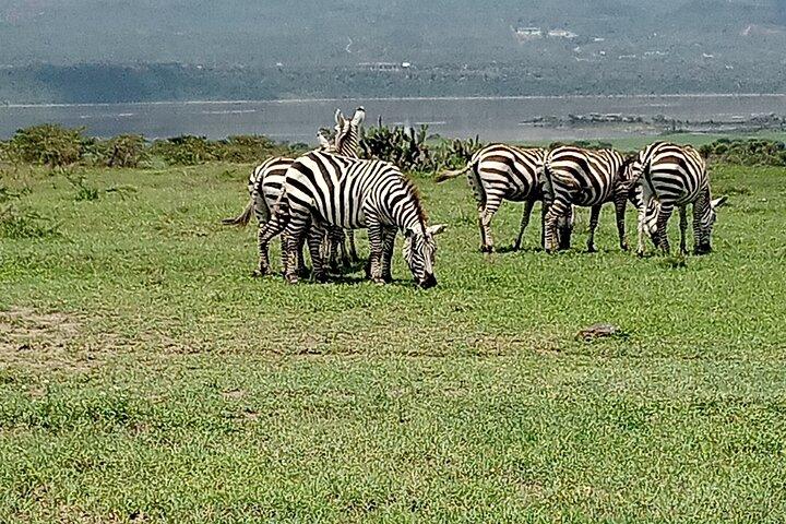 Nairobi National Park Morning Game Drive