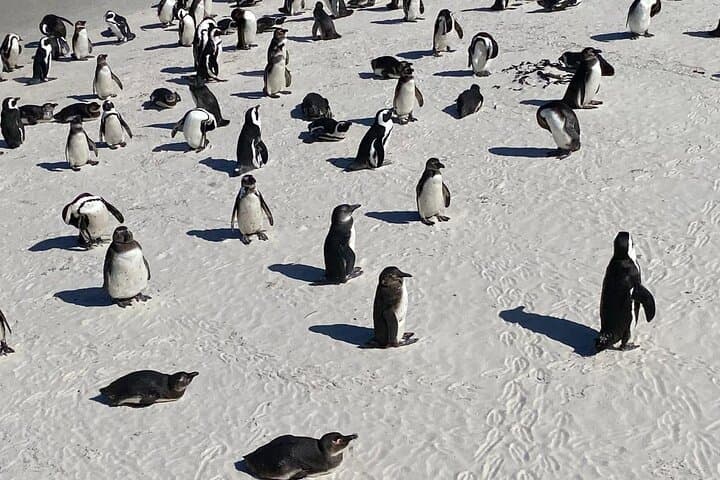 Cape Point Cape of Good Hope with Penguins day Tour