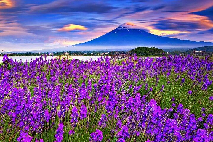 Mt Fuji Exploration Tour with Free Japanese Kusa Mochi from Tokyo