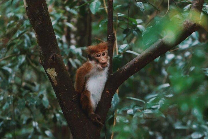 Sinharaja Rainforest Day Tour By Rainforest Expedition
