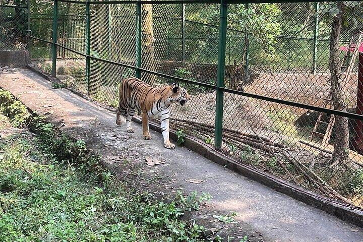 Sanjay Gandhi National Park(SGNP) + Kenheri Caves + Lion Safari + Jain Temple