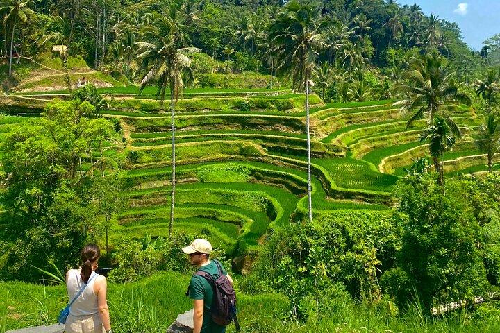 Ubud Private Tour: Monkey Forest, Rice Terrace, Temple, Waterfall