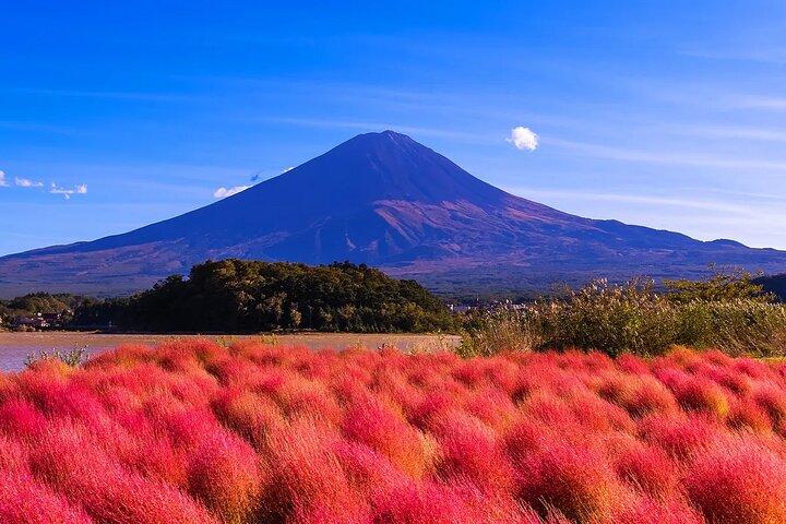 Instagram Mt. Fuji Spots & Kawaguchiko's Four Seasons Flower Tour