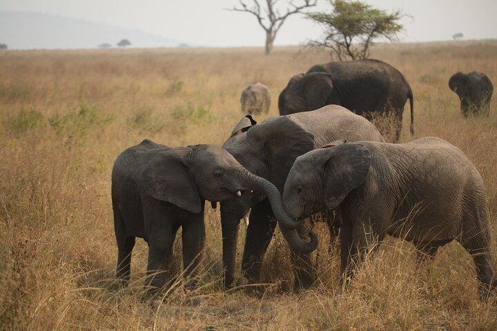 9 Day Tanzania Northern Circuit Mid Range Safari