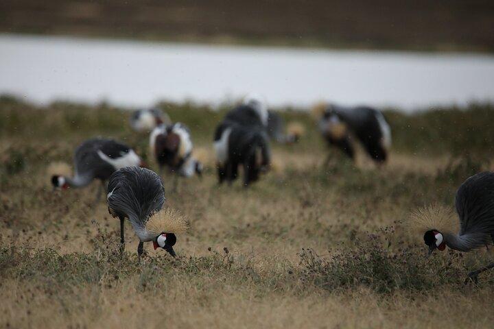 9 Day Tanzania Northern Circuit Mid Range Safari