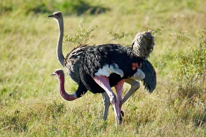 Half Day to Explore Nairobi National Park Birds and Wildlife