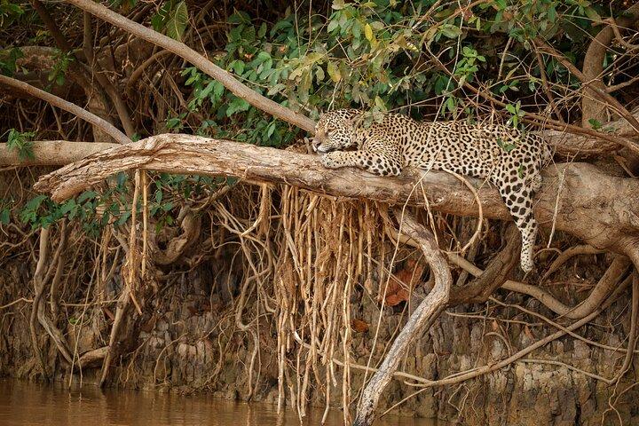 All inclusive leopard safari Wilpattu with guide