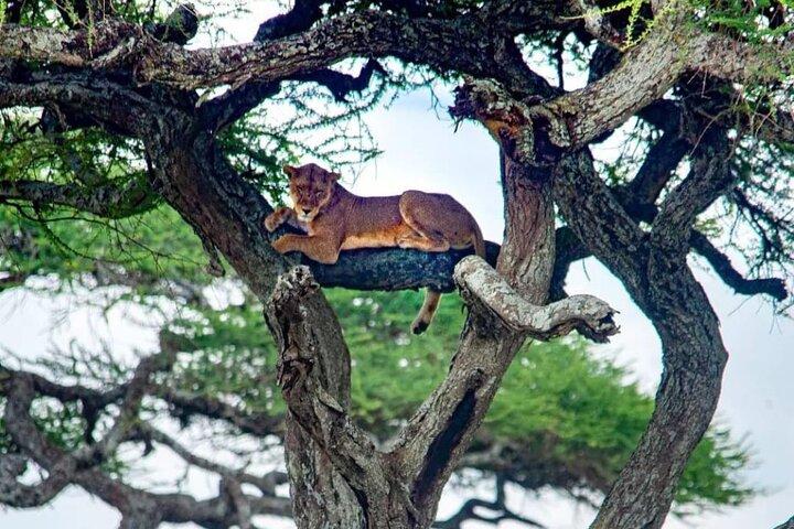 3 Days Samburu National Reserve Tour