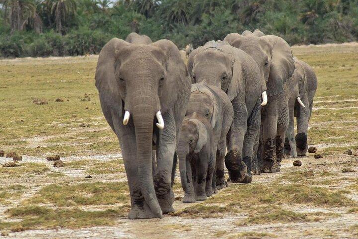 3 Days Samburu National Reserve Tour