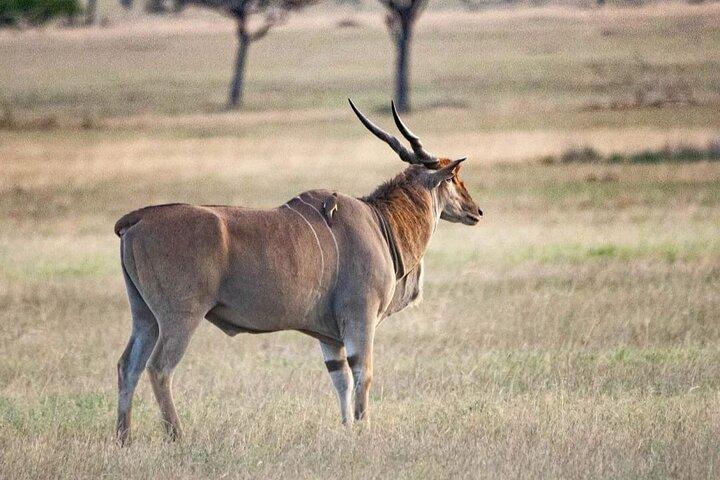3 Days Samburu National Reserve Tour
