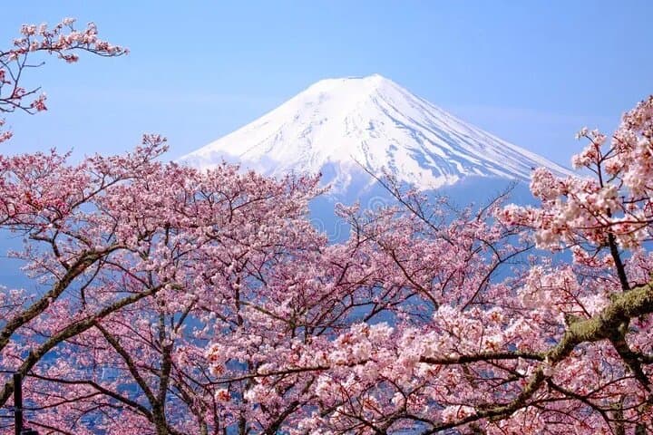 Mount Fuji Luxury Tour in Mercedes-Benz | Green Plate Car