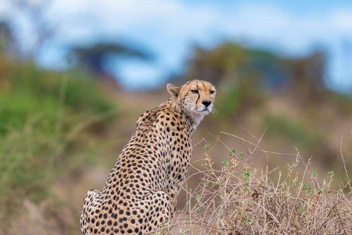 3Day, 2Night Safari in Masai Mara Kenya