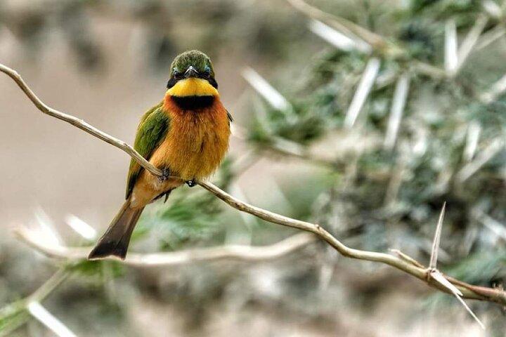 3Day, 2Night Safari in Masai Mara Kenya