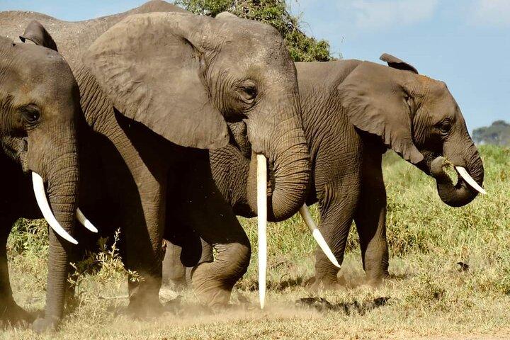 9 Days & 8 Nights Beach Holiday and Safari tour from Kenya