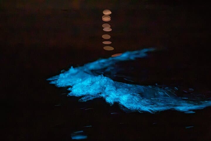 Auckland Bioluminescence Kayak Tour